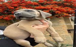 Cane Corso dogs for sale: Cane corso puppies 9 weeks old - Image 21