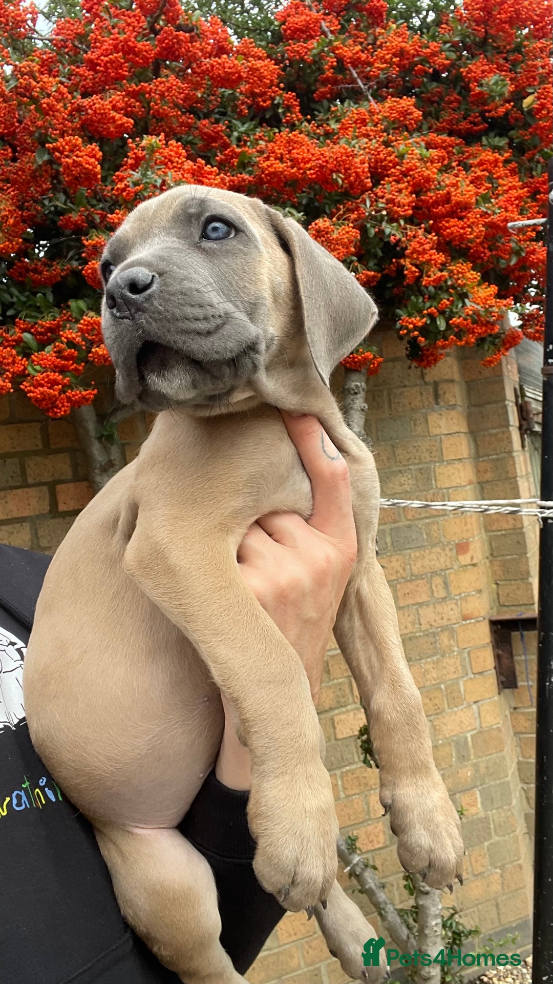 Cane Corso dogs for sale: Cane corso puppies 9 weeks old - Image 21