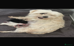 Maltipoo dogs for sale: Very small Maltipoo  - Image 19
