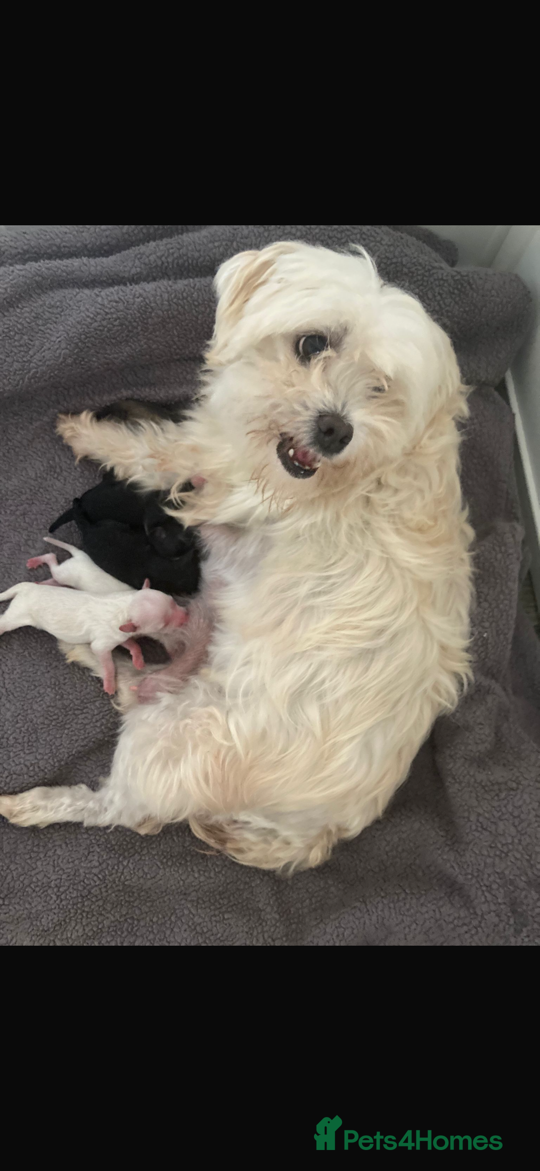 Maltipoo dogs for sale: Very small Maltipoo  - Image 19