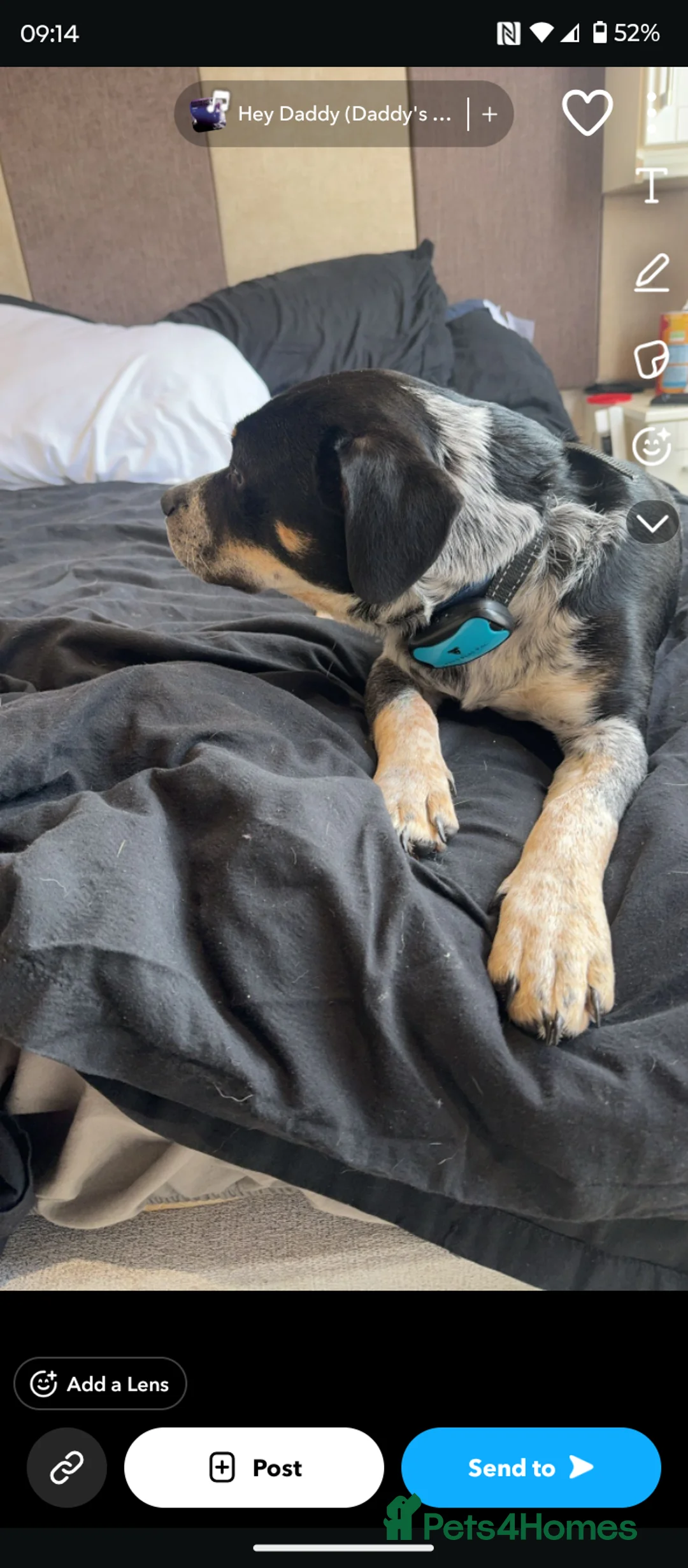 Mixed Breed dogs for sale: Diesel in Dursley - Advert 3