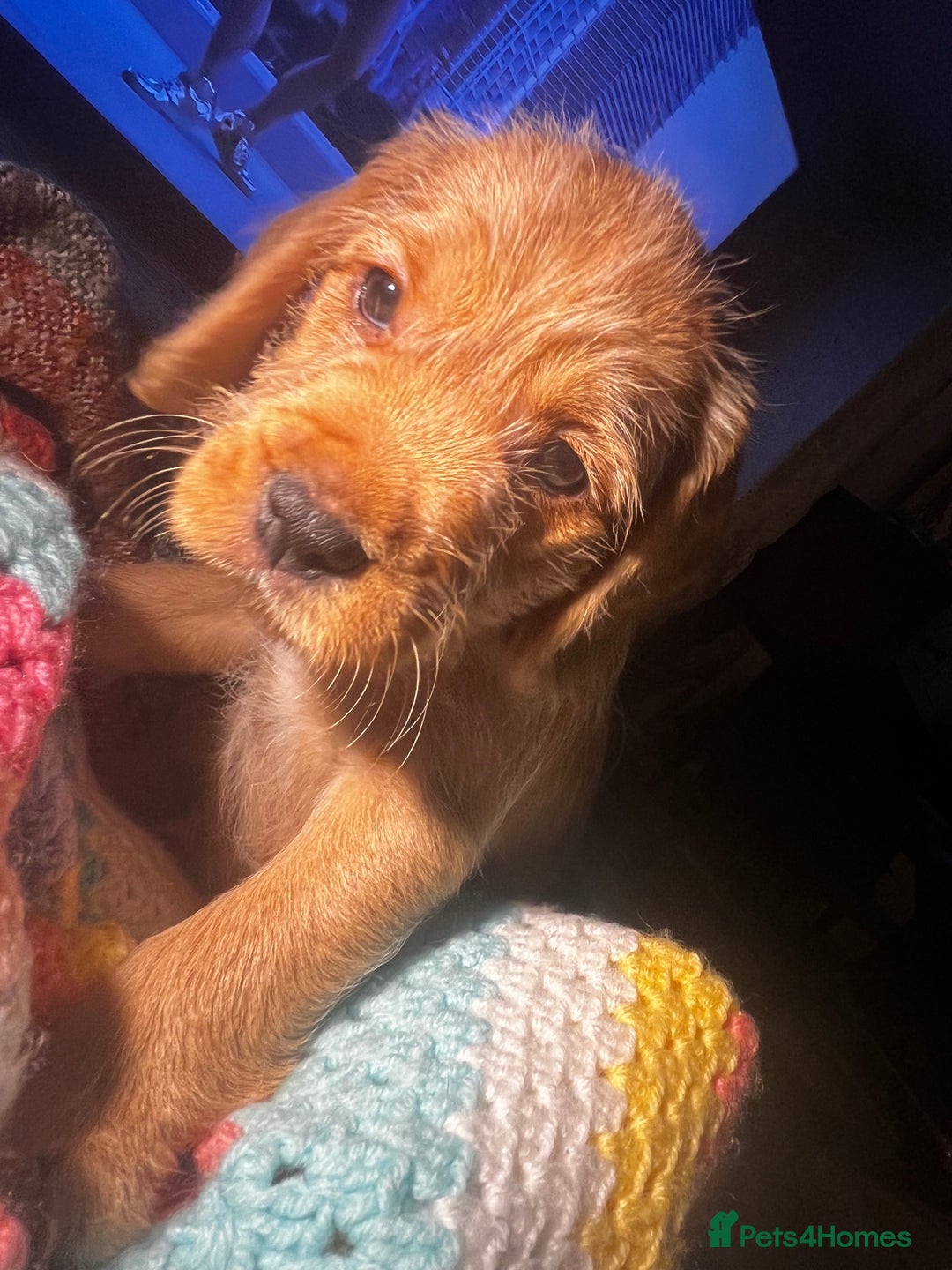 Mixed Breed dogs for sale: F2 cockapoo cross Spaniel cross  - Advert 13