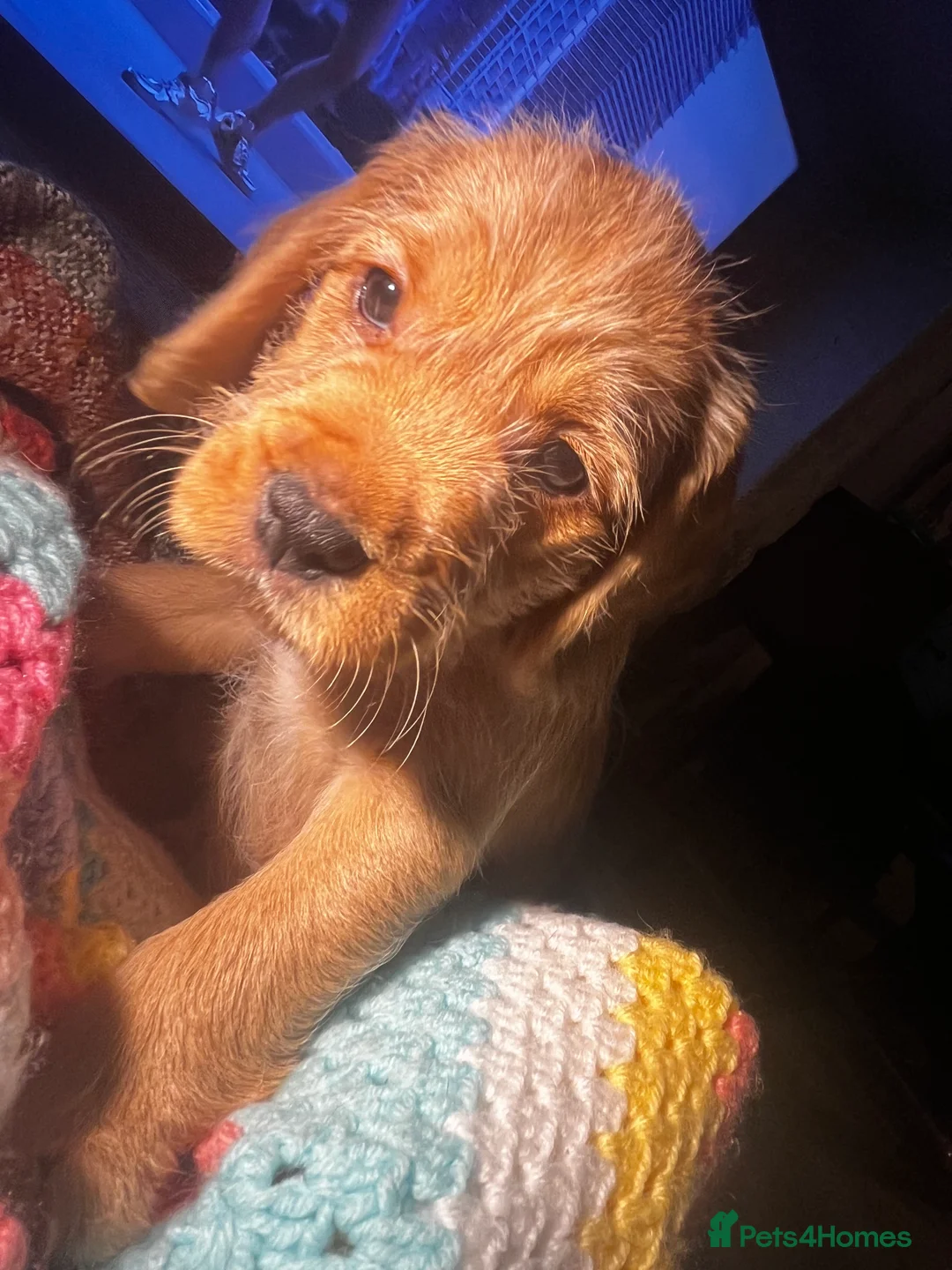 Mixed Breed dogs for sale: F2 cockapoo cross Spaniel cross  - Advert 13