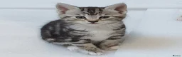 Mixed Breed cats for sale: 2 month old female mixed breed kitten for sale - Advert 2