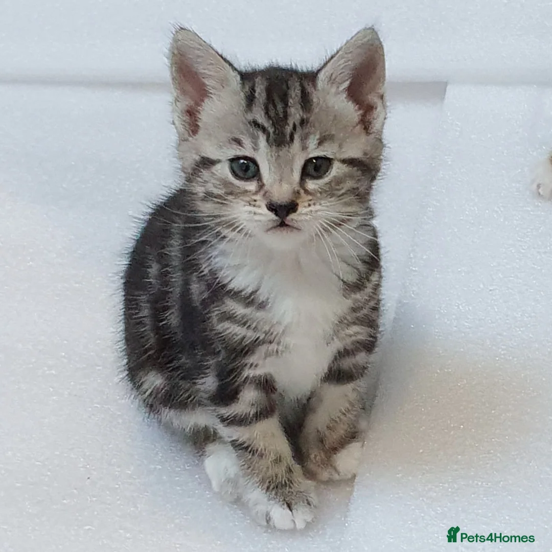 Mixed Breed cats for sale: 2 month old female mixed breed kitten for sale - Advert 2