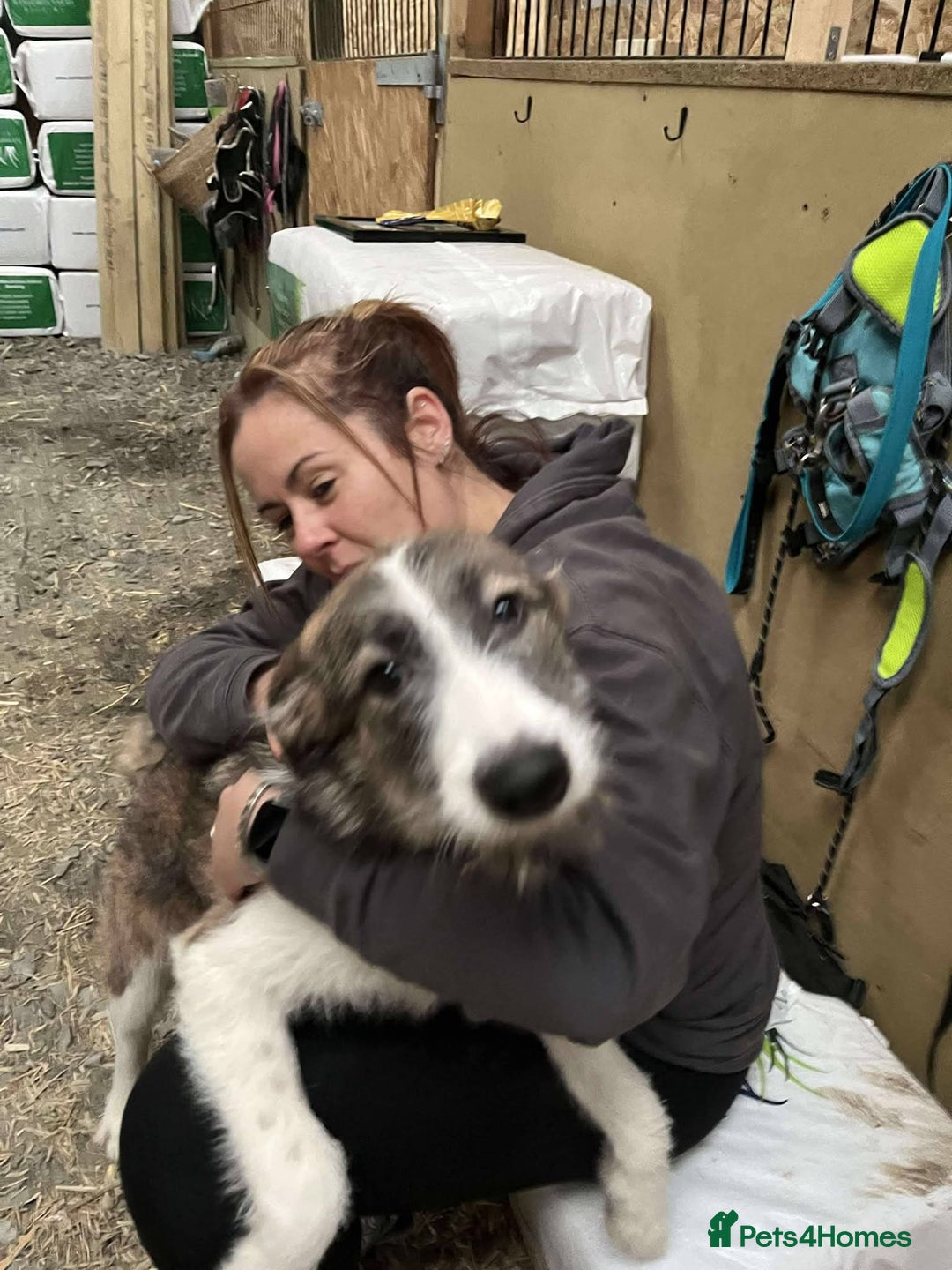 Mixed Breed dogs for adoption: Meet Patch, currently residing in Essex  - Advert 7