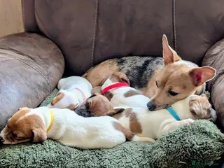 Jack Russell dogs Jack Russell Puppies, Ready 20th March - Advert 1