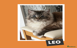 Ragdoll cats for adoption: Cuddle King and Constant Companion - Image 3