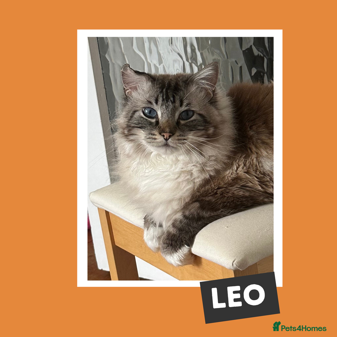 Ragdoll cats for adoption: Cuddle King and Constant Companion - Image 3