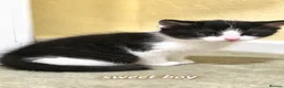 Mixed Breed cats for sale: Lovely kittens - Advert 17
