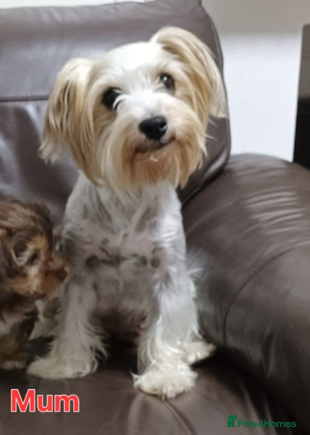 Biewer Terrier dogs for sale: Yorkshire Biewier terrier  - Advert 24