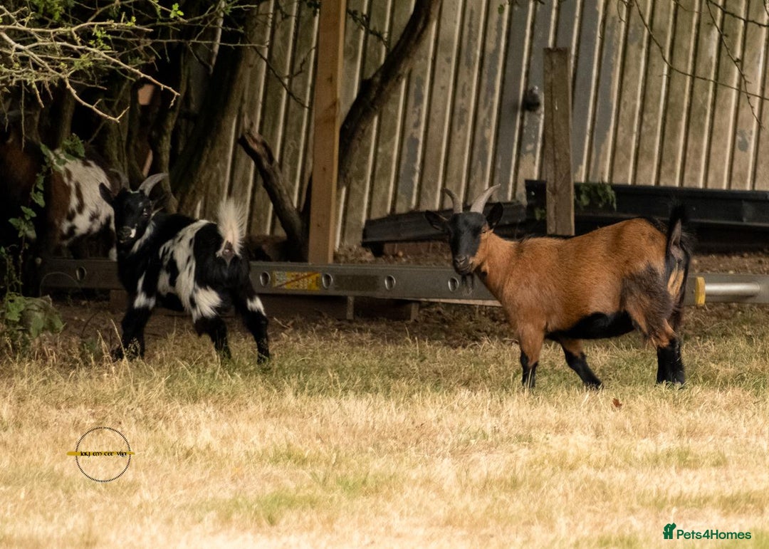 Goats livestock for sale: 3 male 2 female goats for sale .  - Image 10