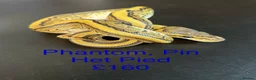 Python Snake reptiles for sale: Mixed juvinile royals - Advert 7