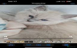 Ragdoll cats for sale: Blue mitted light mink  - Image 9