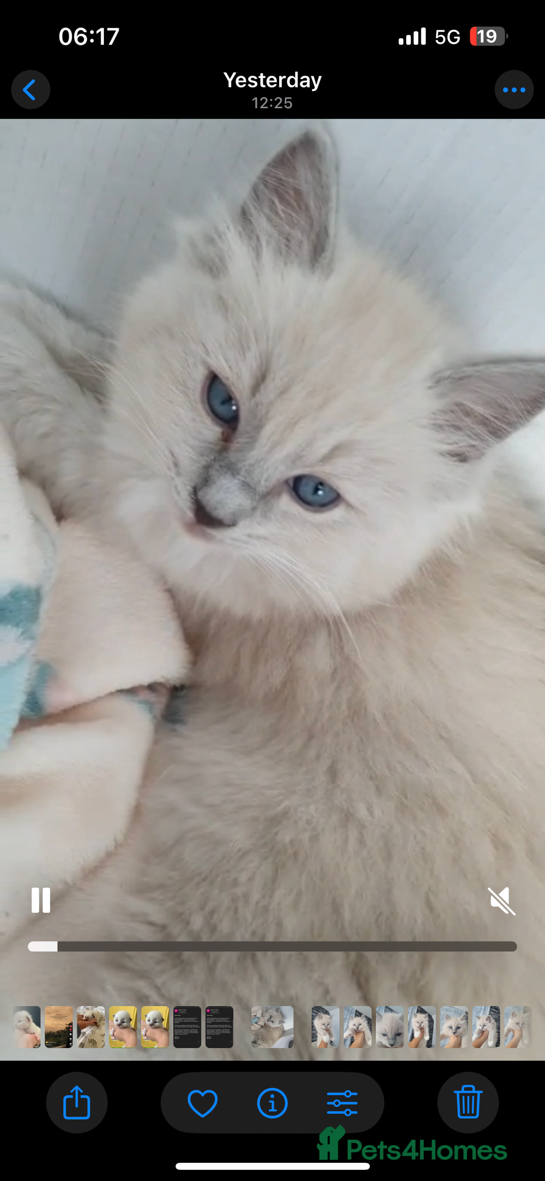 Ragdoll cats for sale: Blue mitted light mink  - Image 9