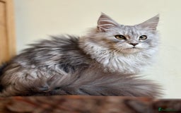 Maine Coon cats for sale: Beautiful pure bread maine coon kittens  - Image 13