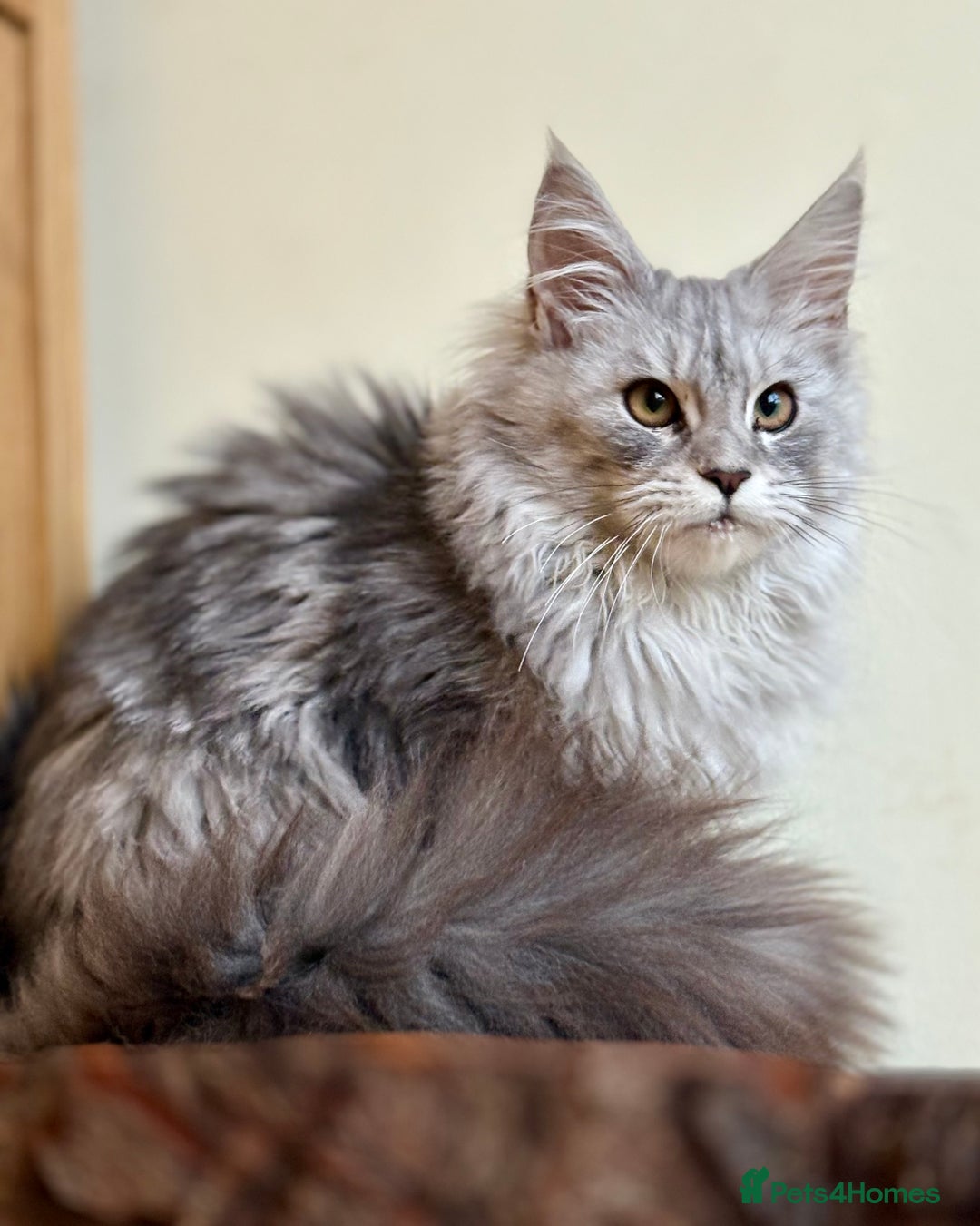 Maine Coon cats for sale: Beautiful pure bread maine coon kittens  - Image 13