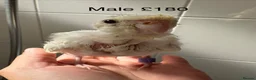 Parakeets birds for sale: Hand reared and hand tame Kakariki - Advert 4