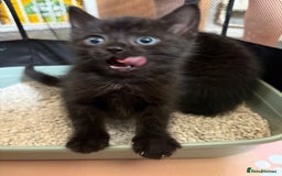 Mixed Breed cats for sale: Beautiful kittens ready for new homes now  - Image 4