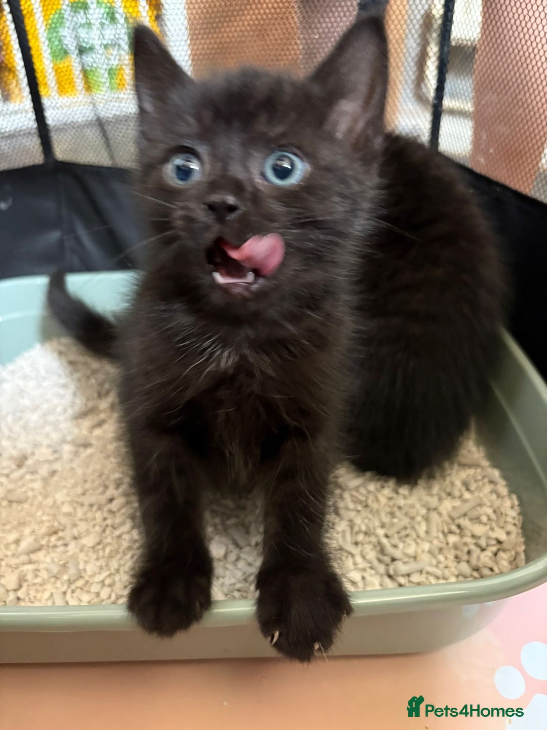 Mixed Breed cats for sale: Beautiful kittens ready for new homes now  - Image 4