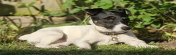 Jack Russell dogs for sale: Jack Russel Terrier Puppies - Advert 4