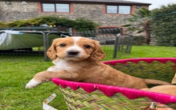 Cocker Spaniel dogs for sale: Stunning Working Cocker Spaniel Puppies - Image 1