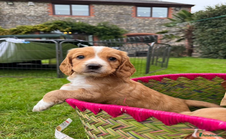 Cocker Spaniel dogs - Advert 15