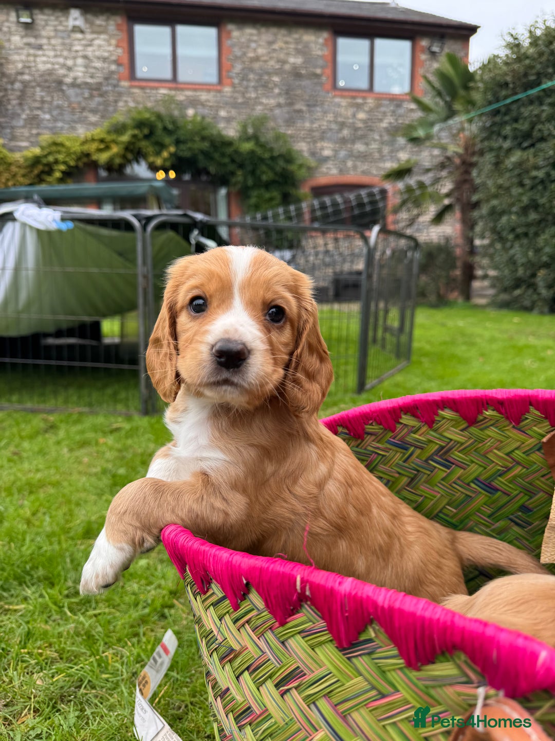 Cocker Spaniel dogs for sale: Stunning Working Cocker Spaniel Puppies - Image 1