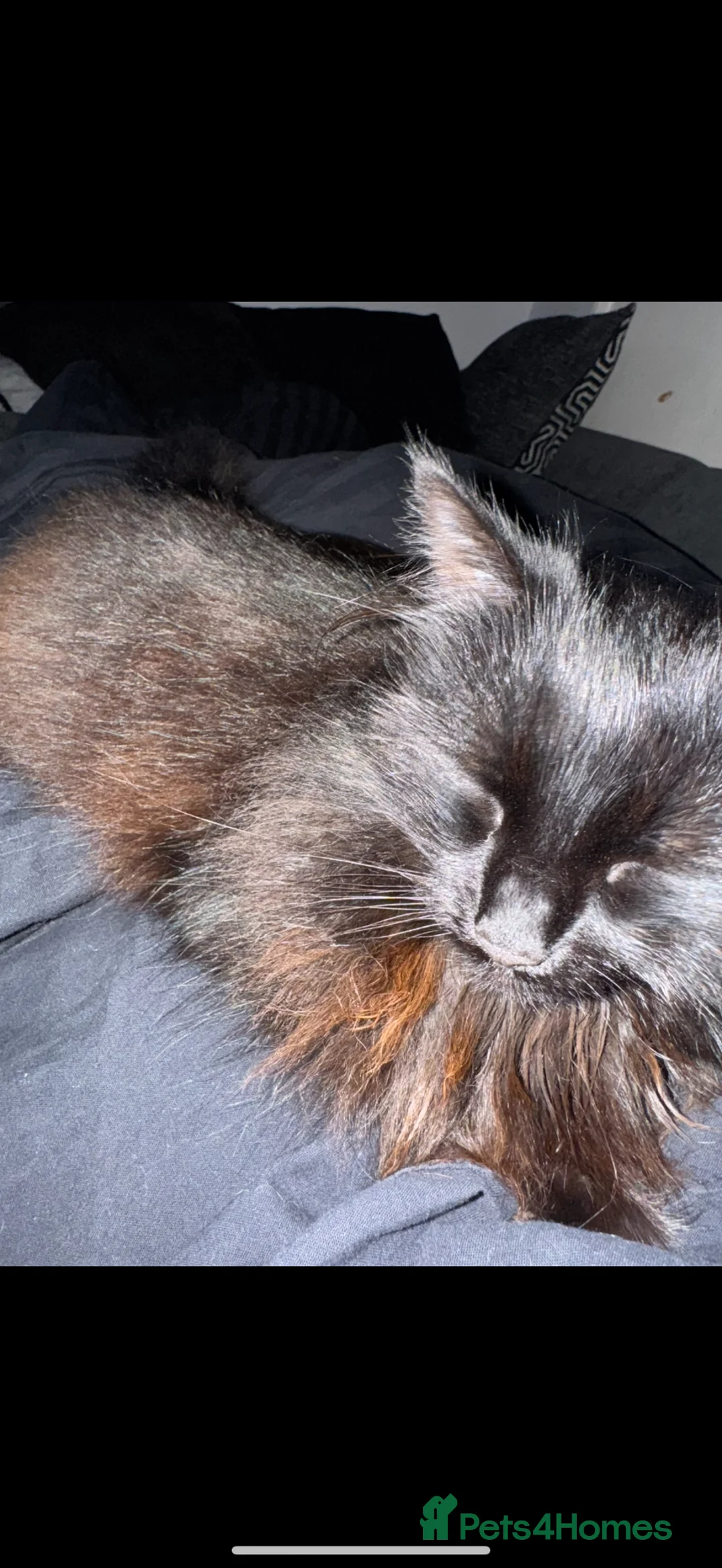 Persian cats for sale: Ragdol x Persian  - Advert 1