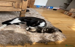 Domestic Shorthair cats for sale: 6 beautiful kittens for sale - Image 7