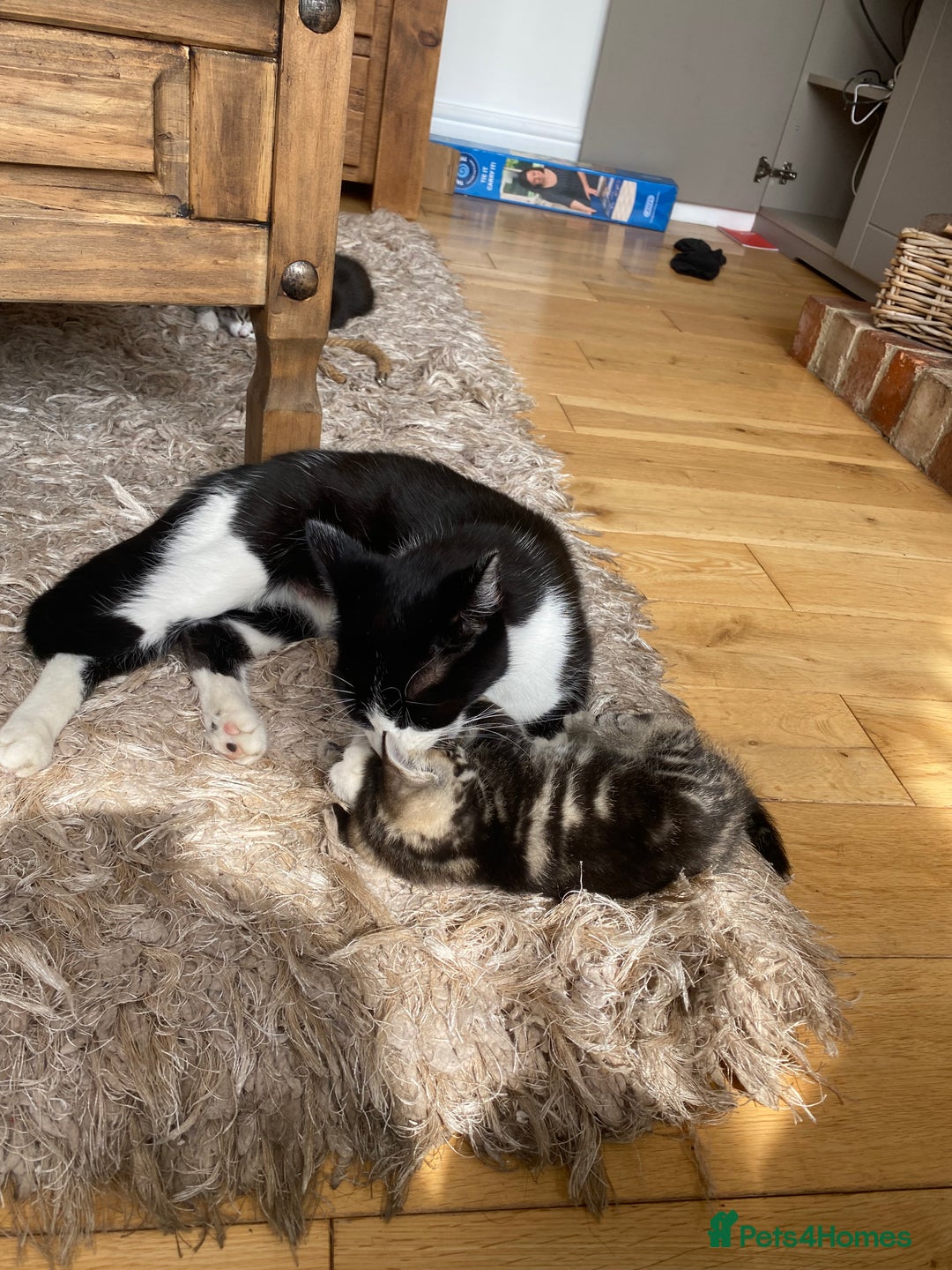 Domestic Shorthair cats for sale: 6 beautiful kittens for sale - Image 7
