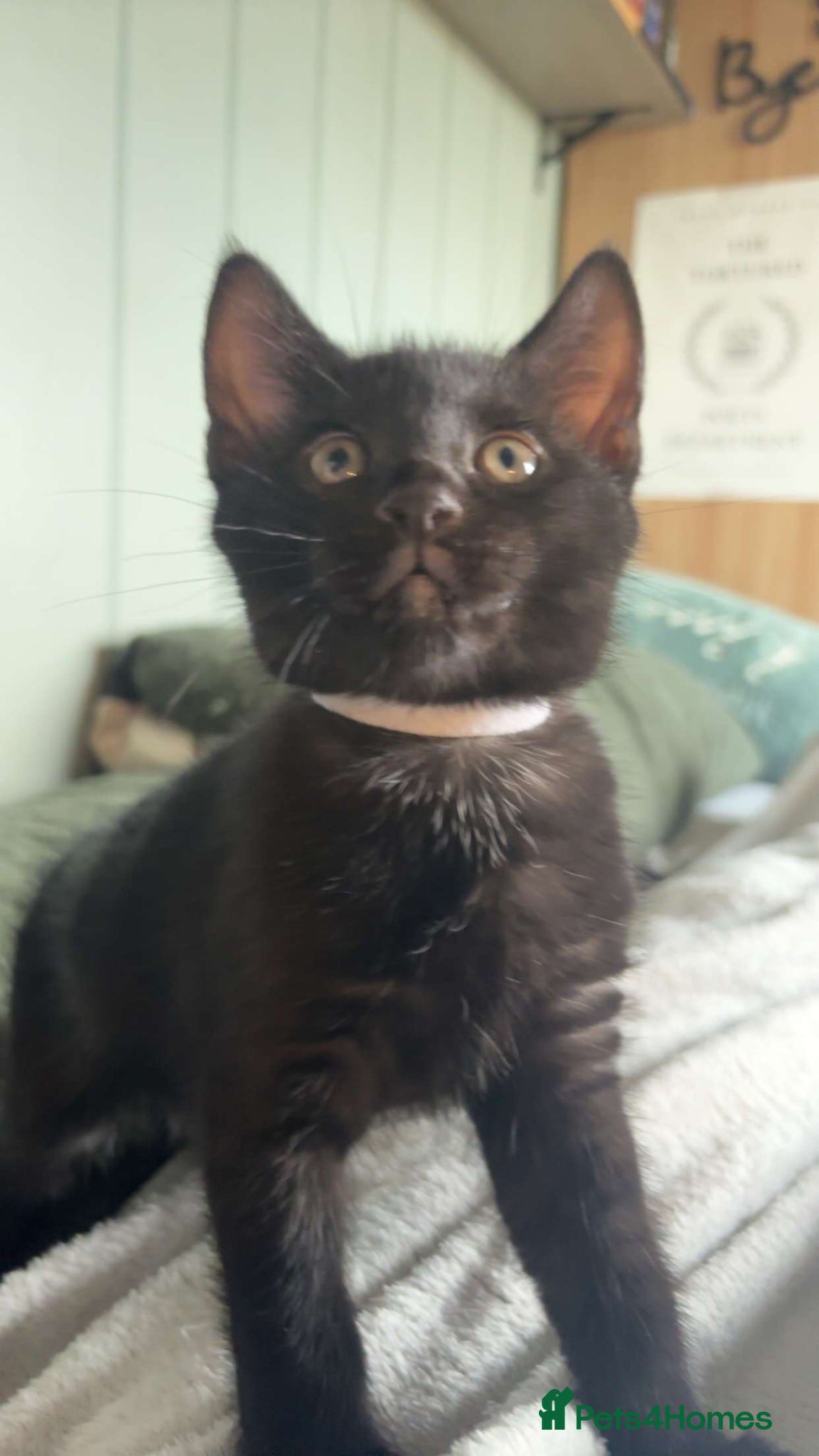 Mixed Breed cats for sale: £100, Maine coon/American wirehair and Bombay mix - Advert 1