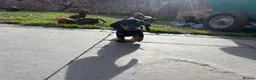 Dachshund dogs for sale: Stunning KC Registered Standard Dachshunds  - Advert 10