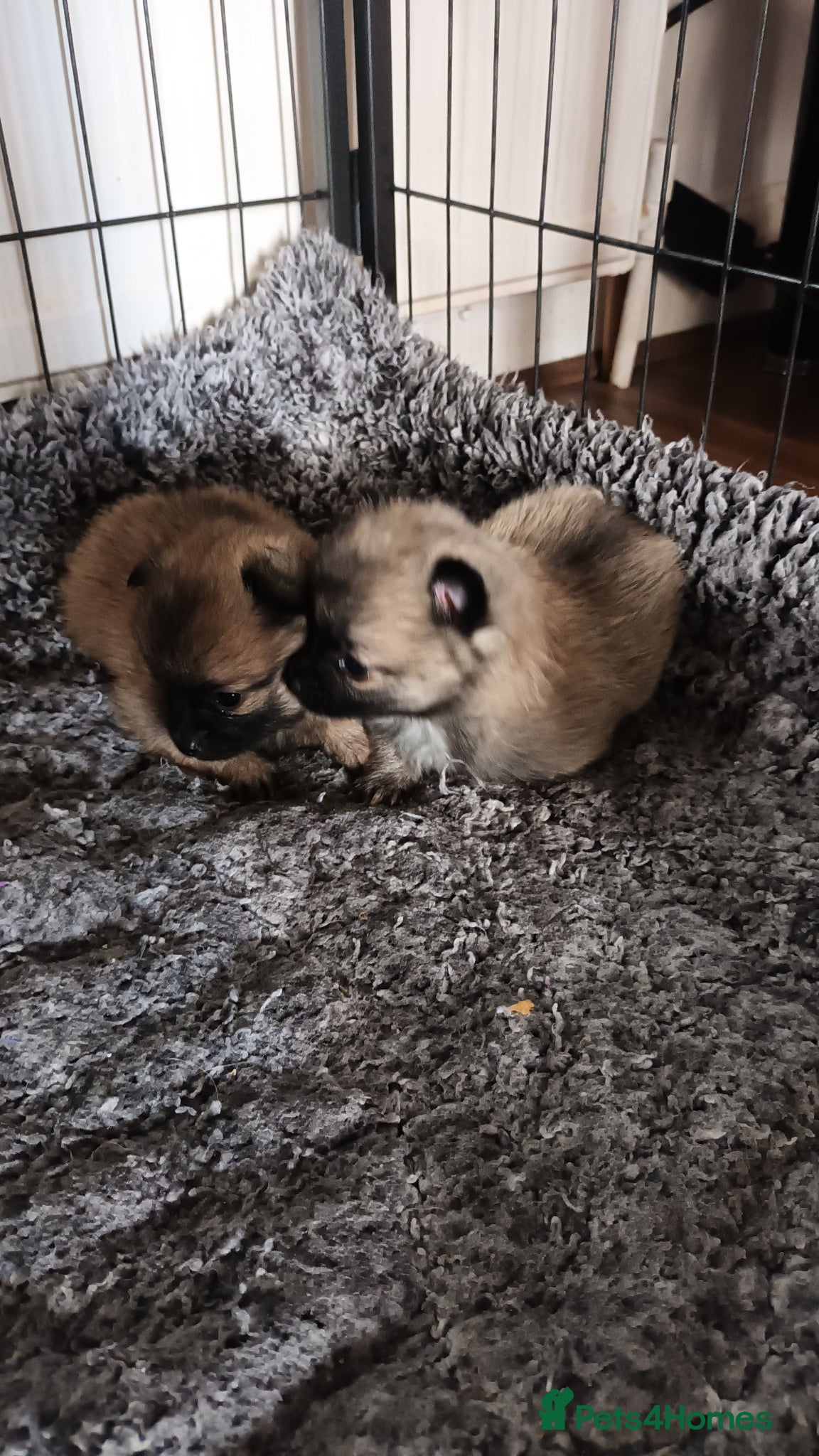 Pomeranian dogs for sale: 4 boy pomeranian, Russian line - Advert 5