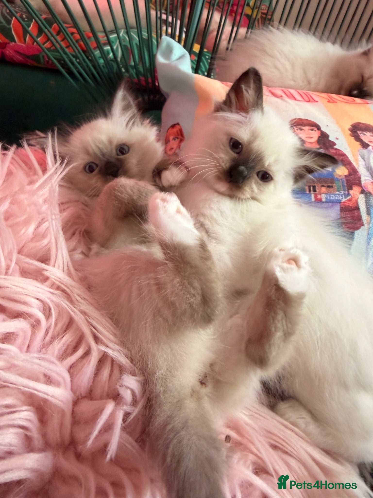 Ragdoll cats Beautiful Male ragdoll  - Advert 2