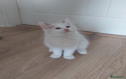 Ragdoll cats for sale: RAGDOLLS BOYS BICOLOUR VACCINATED MICROCHIPED  - Image 10
