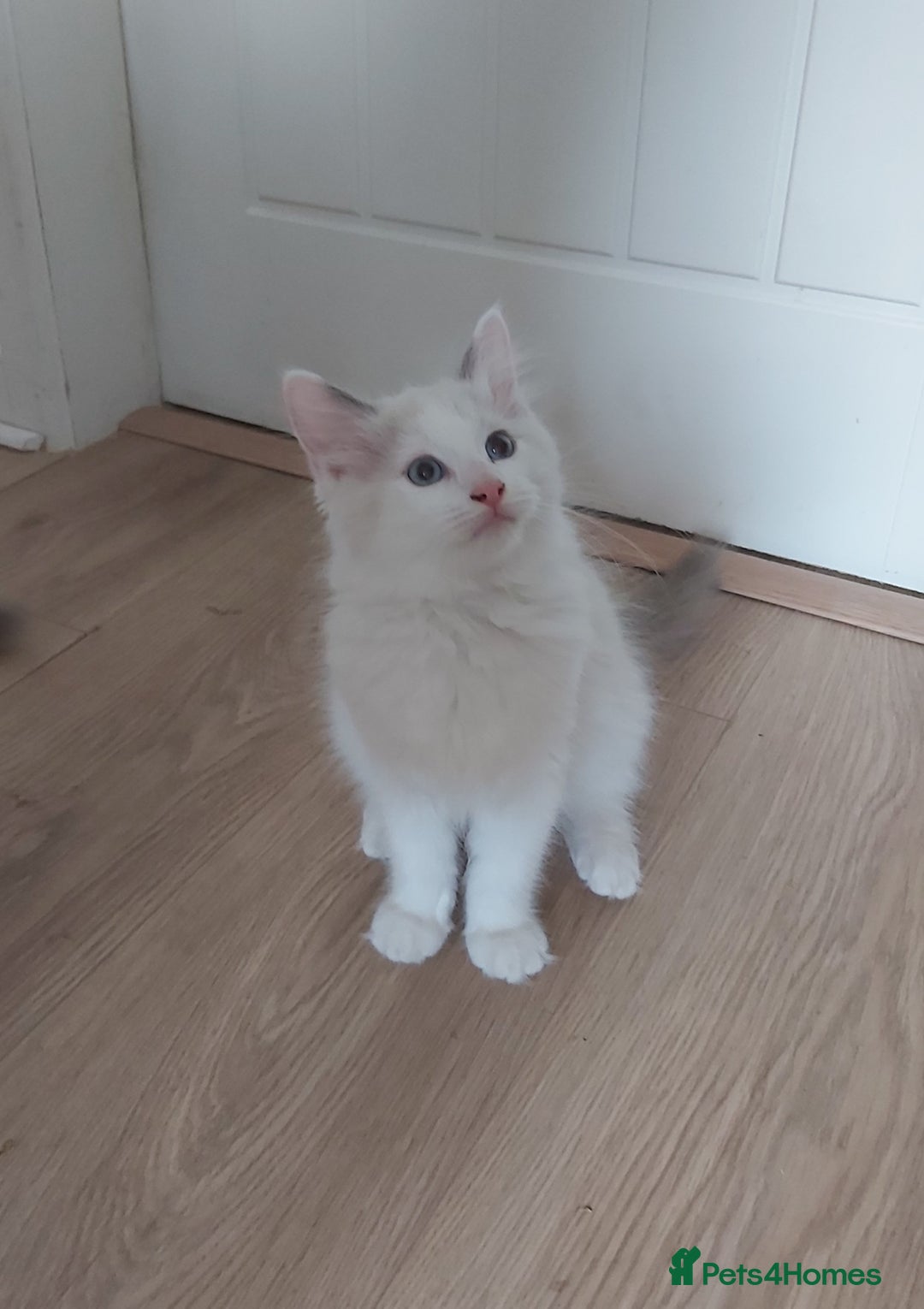 Ragdoll cats for sale: RAGDOLLS BOYS BICOLOUR VACCINATED MICROCHIPED  - Image 10