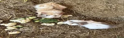 Guinea Pig rodents for sale: Mocha & Cappuccino in Lincoln - Advert 2