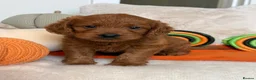 Labradoodle dogs for sale:  MINIATURE LABRADOODLE GIRL – LAST ONE  - Advert 1