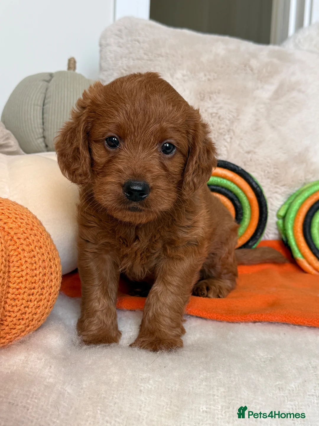 Labradoodle dogs for sale:  MINIATURE LABRADOODLE GIRL – LAST ONE  - Advert 1