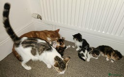 Mixed Breed cats for sale: Maine Coon/Norwegian Forest/British Shorthair X - Advert 4