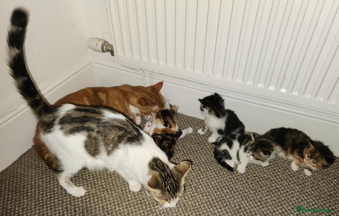 Mixed Breed cats for sale: Maine Coon/Norwegian Forest/British Shorthair X - Advert 4