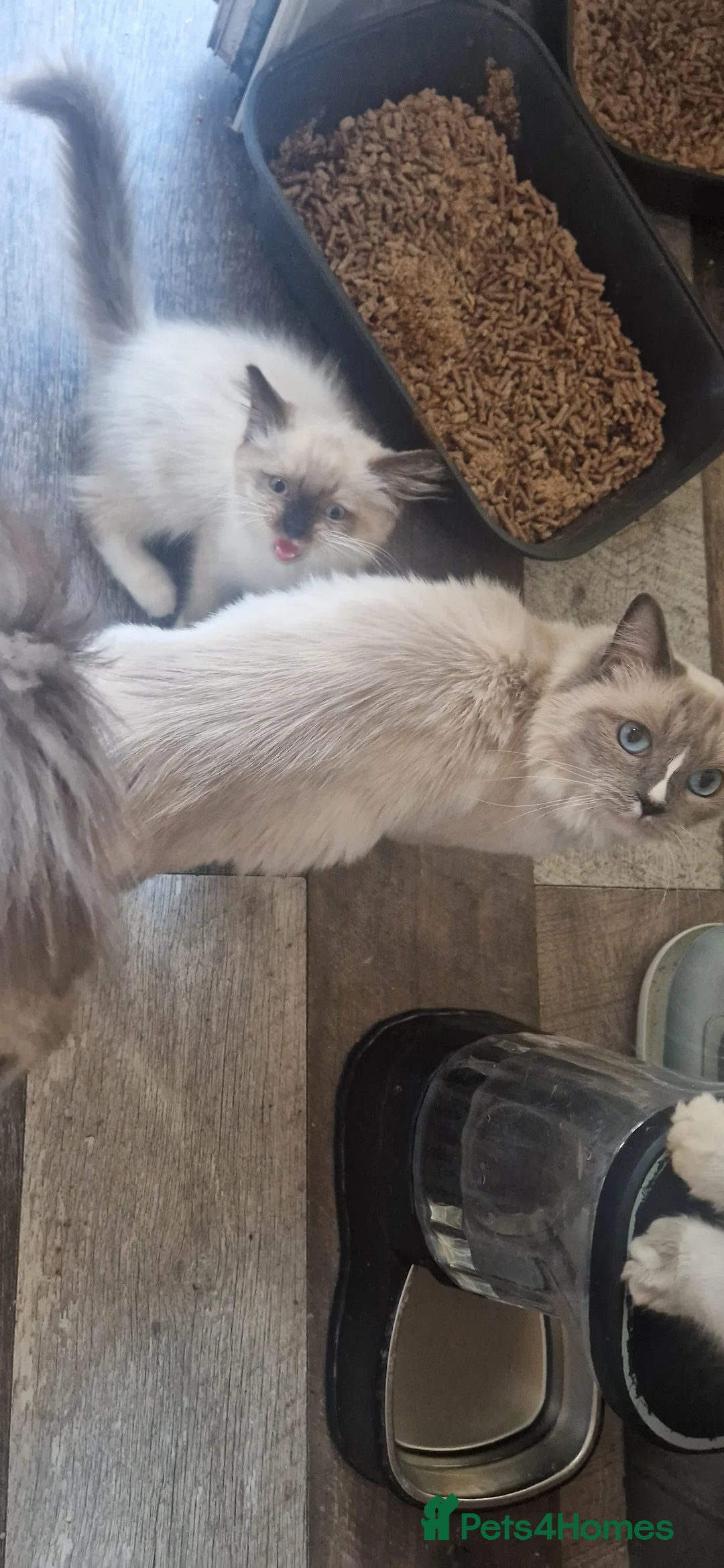 Ragdoll cats for sale: Male ragdoll ready to leave 11.8.26 - Advert 2