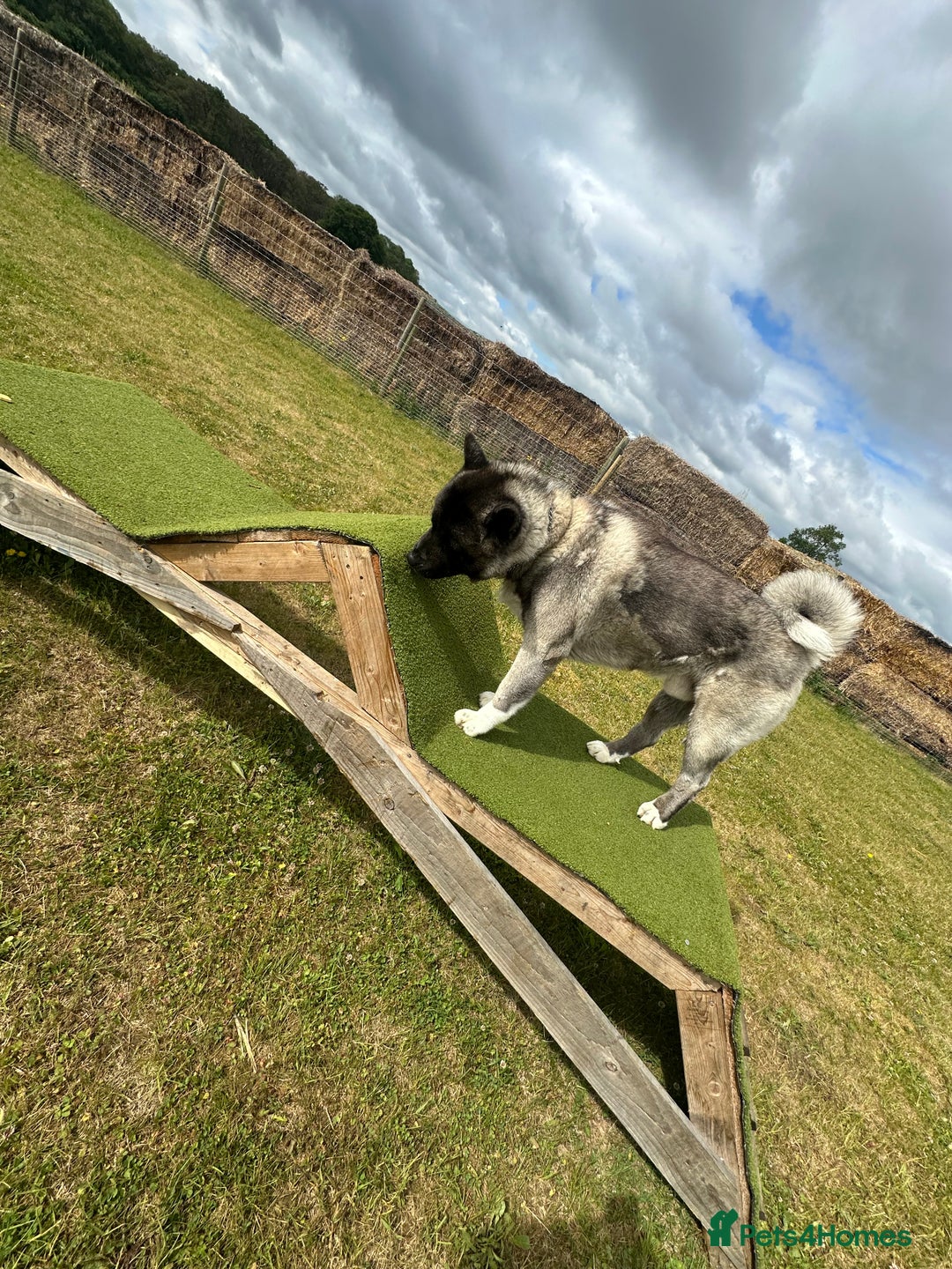 Akita dogs for sale: 4 year old Akita  - Image 4