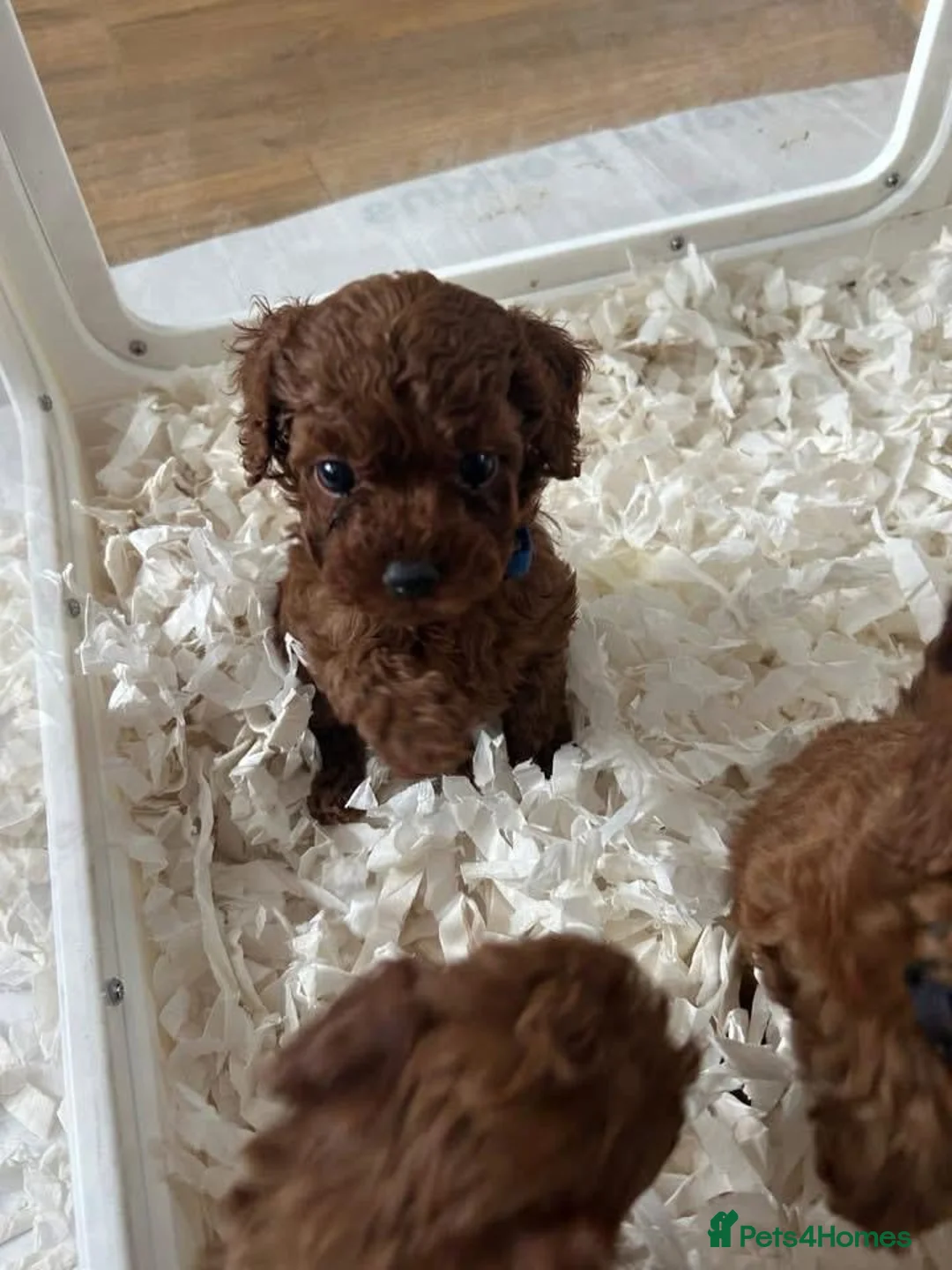 Toy Poodle dogs for sale: Beautiful Asian Toy Poodles  - Advert 1