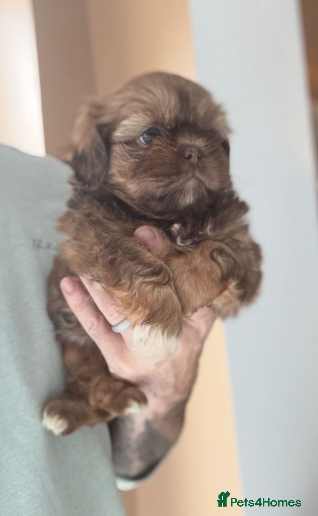 Shih Tzu dogs for sale: 💙🩷Two Beautiful Shih Tzu Puppies Available  - Image 3