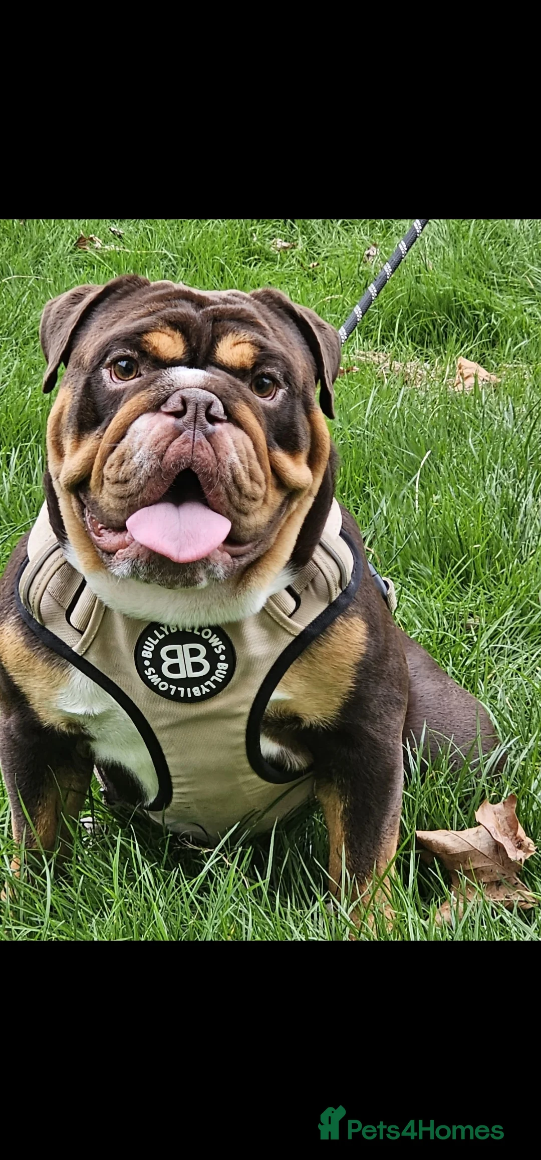 English Bulldog dogs for stud: KC BRITISH BULLDOG FOR STUD  in Basildon - Advert 2