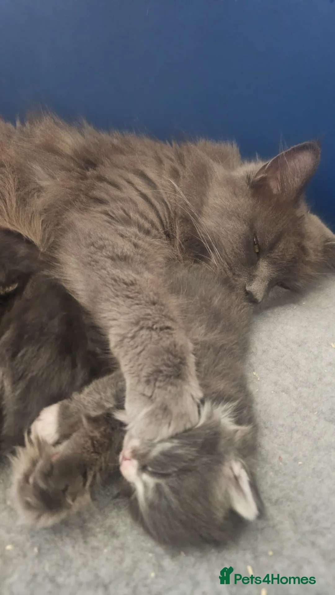 Maine Coon cats for sale: Maine Coon girl 9 months - Advert 2