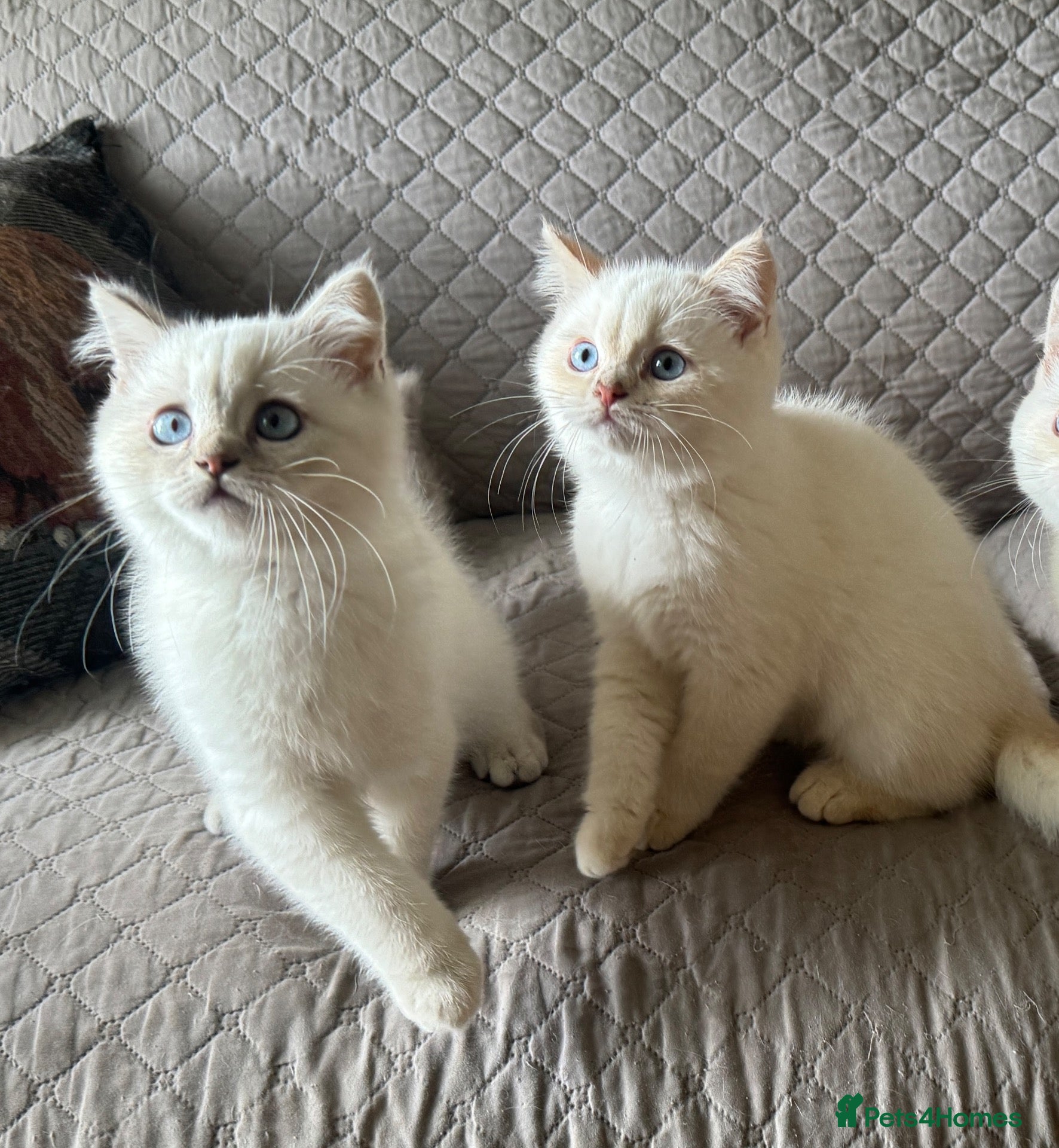 British Shorthair cats Very friendly GCCF reg colourpointed BSH boys - Advert 1