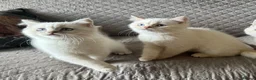 British Shorthair cats for sale: Very friendly GCCF reg colourpointed BSH boys - Advert 1